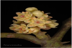 Beilschmiedia dalzellii